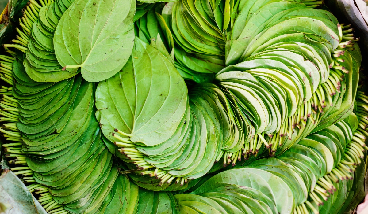 Betel Leaves Offer Clues for Future Alzheimer’s Treatments, Research Suggests